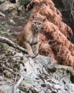 VIDEO: A pair of hikers spotted a mountain lion on the High Sierra trail at Sequoia National Park and captured a video of the large wildcat.